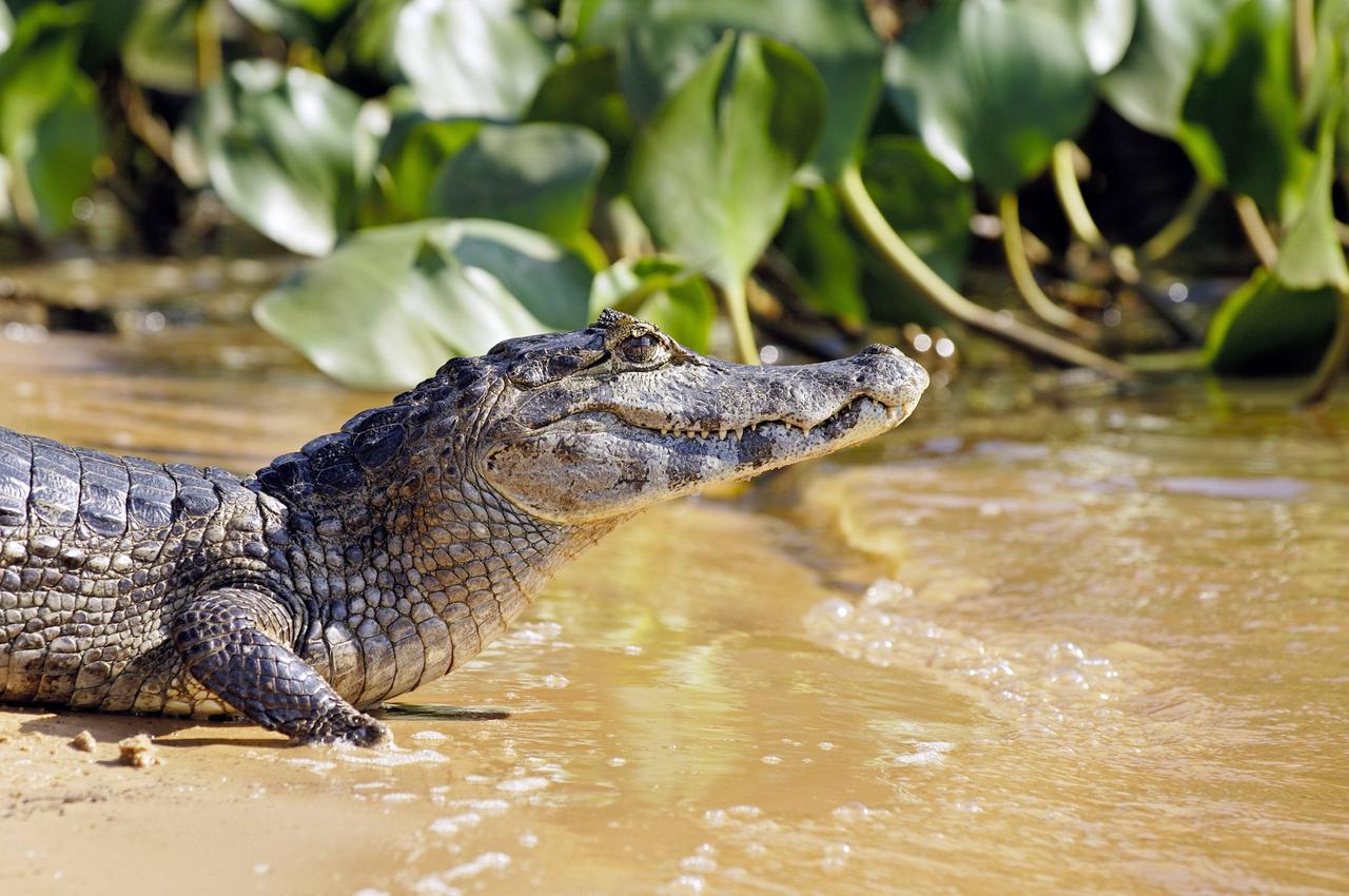 Paraguay-Kaiman, Paraguaykaiman, Brillen-Kaiman, Brillenkaiman (Caiman yacare, Caiman crocodilus yacare), liegt am Ufer