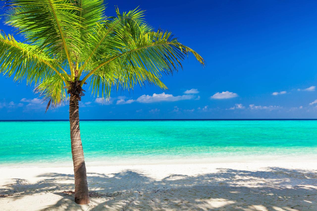 Eine Palme am Strand in der Südsee. 