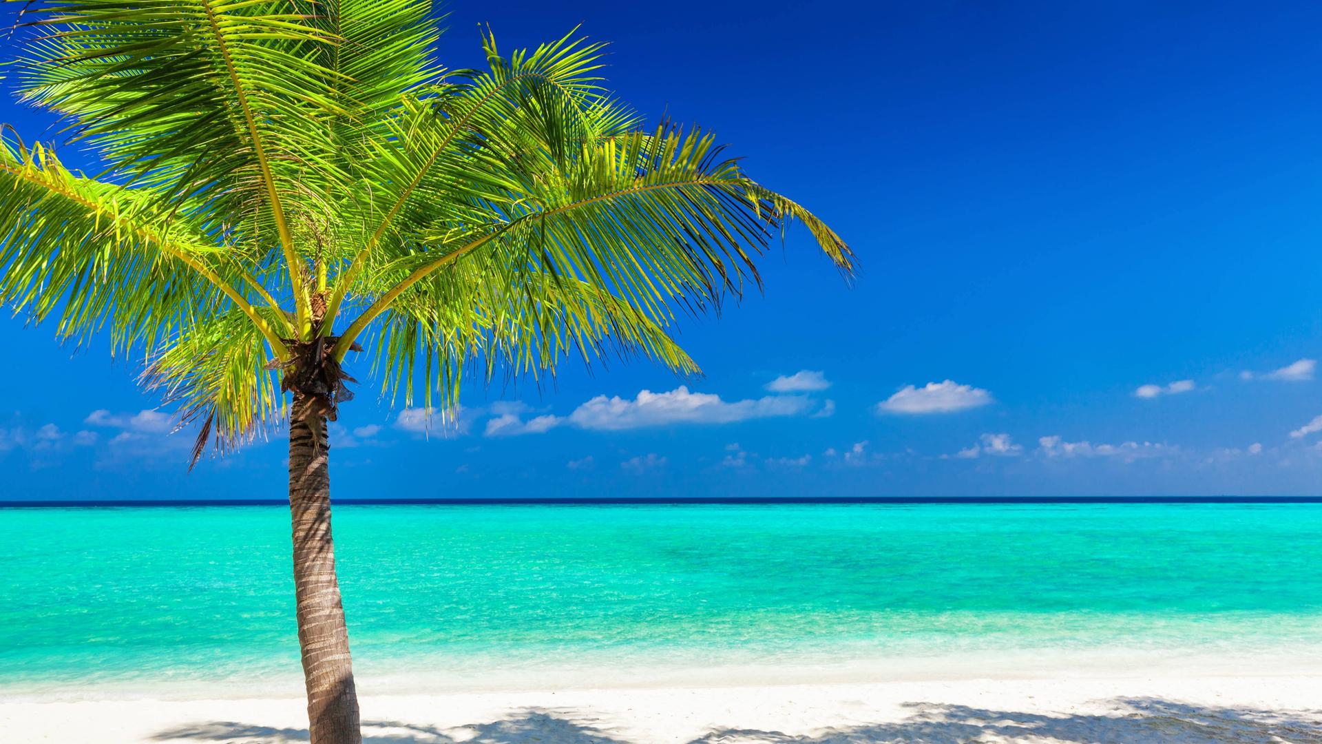 Eine Palme am Strand in der Südsee.