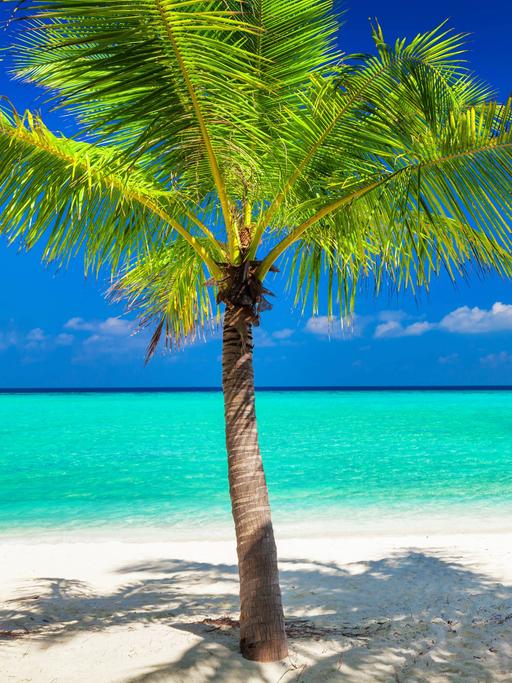 Eine Palme am Strand in der Südsee.