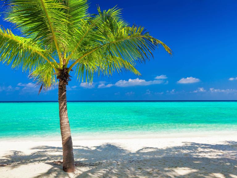 Eine Palme am Strand in der Südsee.