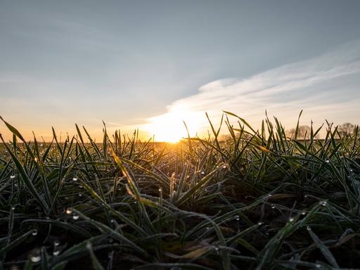 Strahlen der aufgehenden Sonne durchbrechen das flache, mit Tau benetzte Wintergetreide im Februar. Strahlen der aufgehenden Sonne durchbrechen das flache, mit Tau benetzte Wintergetreide im Februar.