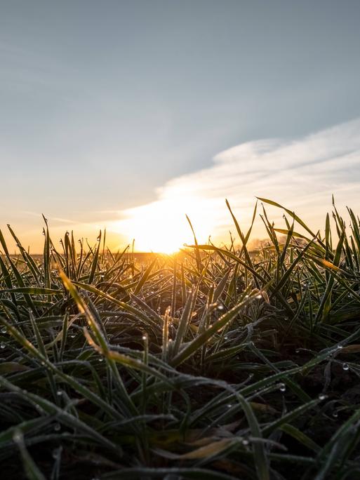 Strahlen der aufgehenden Sonne durchbrechen das flache, mit Tau benetzte Wintergetreide im Februar. Strahlen der aufgehenden Sonne durchbrechen das flache, mit Tau benetzte Wintergetreide im Februar.