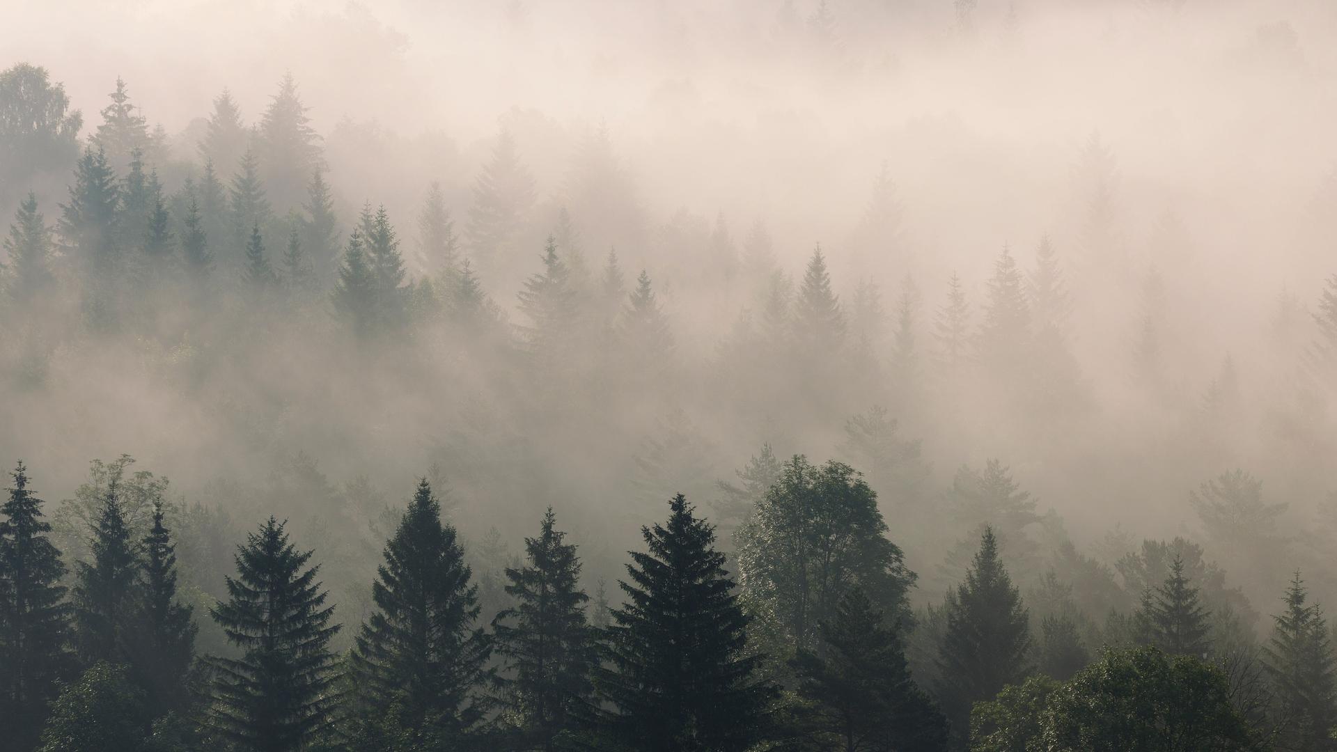 Ein deutscher Wald im Nebel.