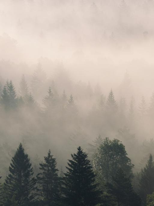 Ein deutscher Wald im Nebel.