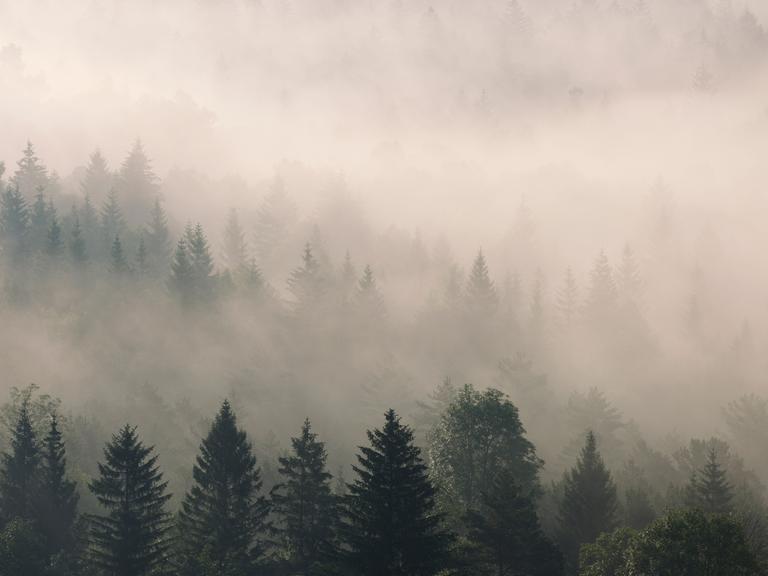 Ein deutscher Wald im Nebel.