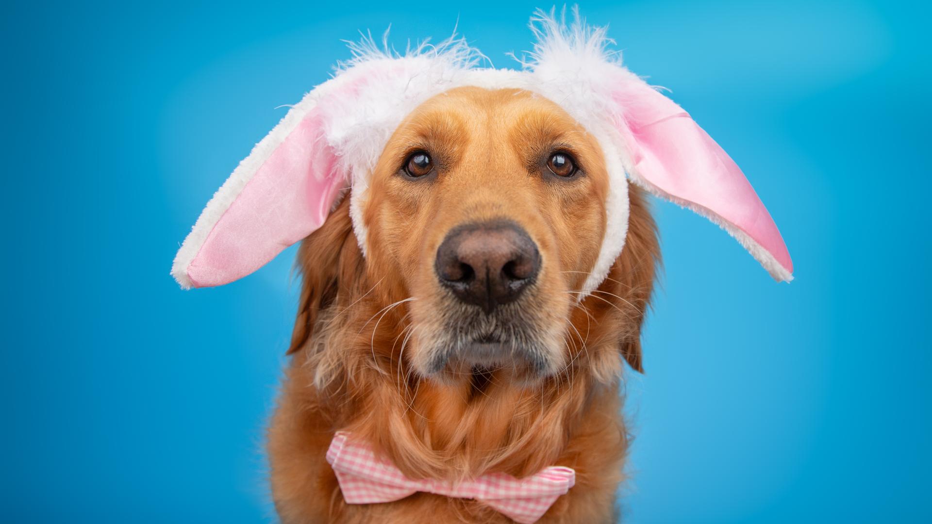Ein Golden Treriever vor einem blauen Hintergrund, er trägt Hasenphren und eine Krawatte Ein Golden Treriever vor einem blauen Hintergrund, er trägt Hasenphren und eine Krawatte