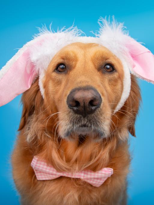 Ein Golden Treriever vor einem blauen Hintergrund, er trägt Hasenphren und eine Krawatte