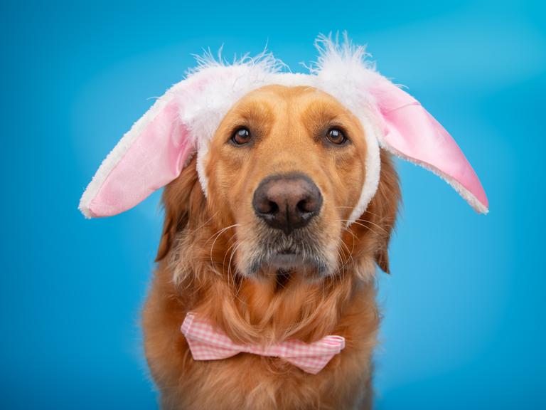 Ein Golden Treriever vor einem blauen Hintergrund, er trägt Hasenphren und eine Krawatte