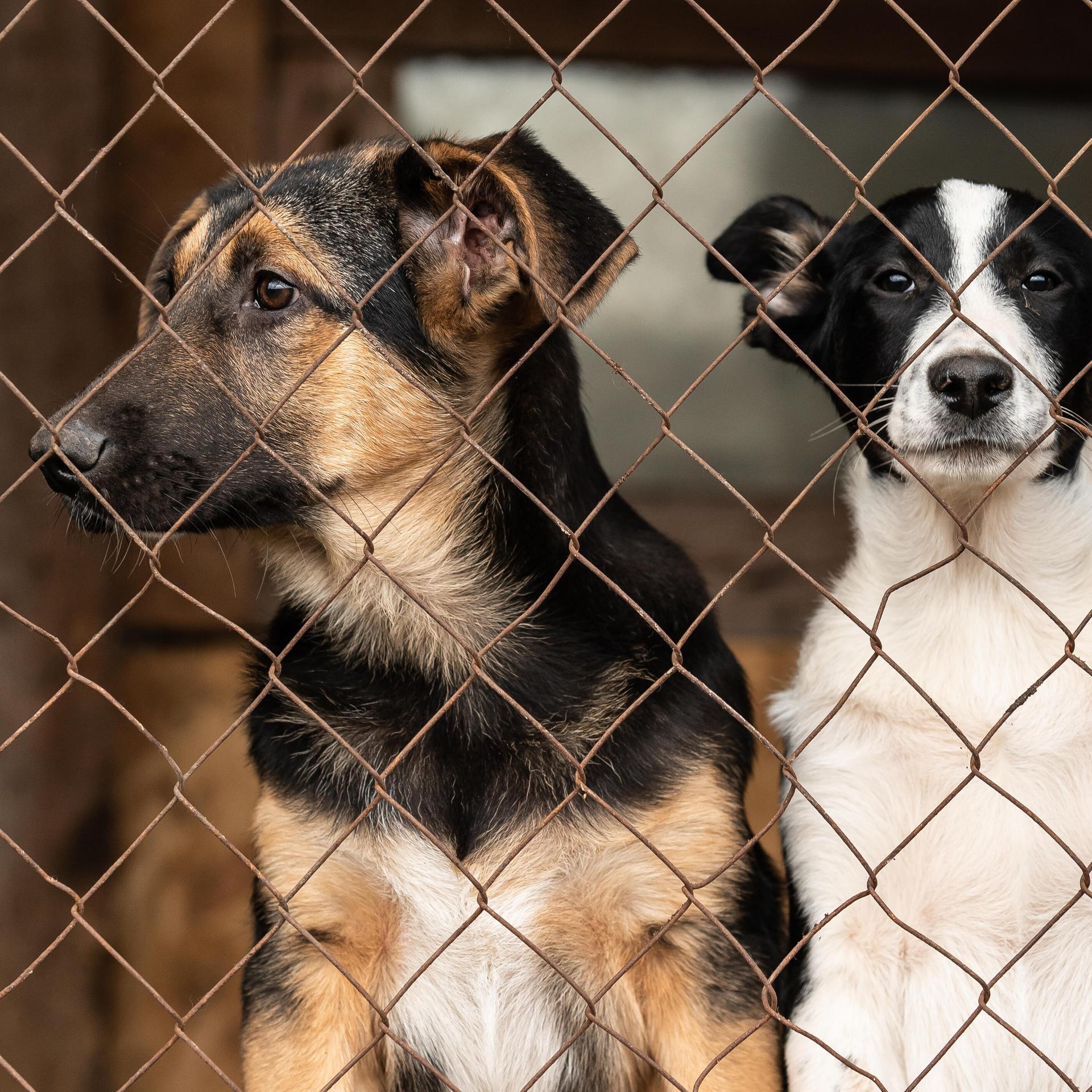 Zwei Hunde hinter einem Zaun in einem Tierheim