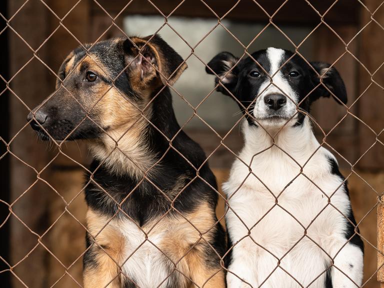 Zwei Hunde hinter einem Zaun in einem Tierheim Zwei Hunde hinter einem Zaun in einem Tierheim