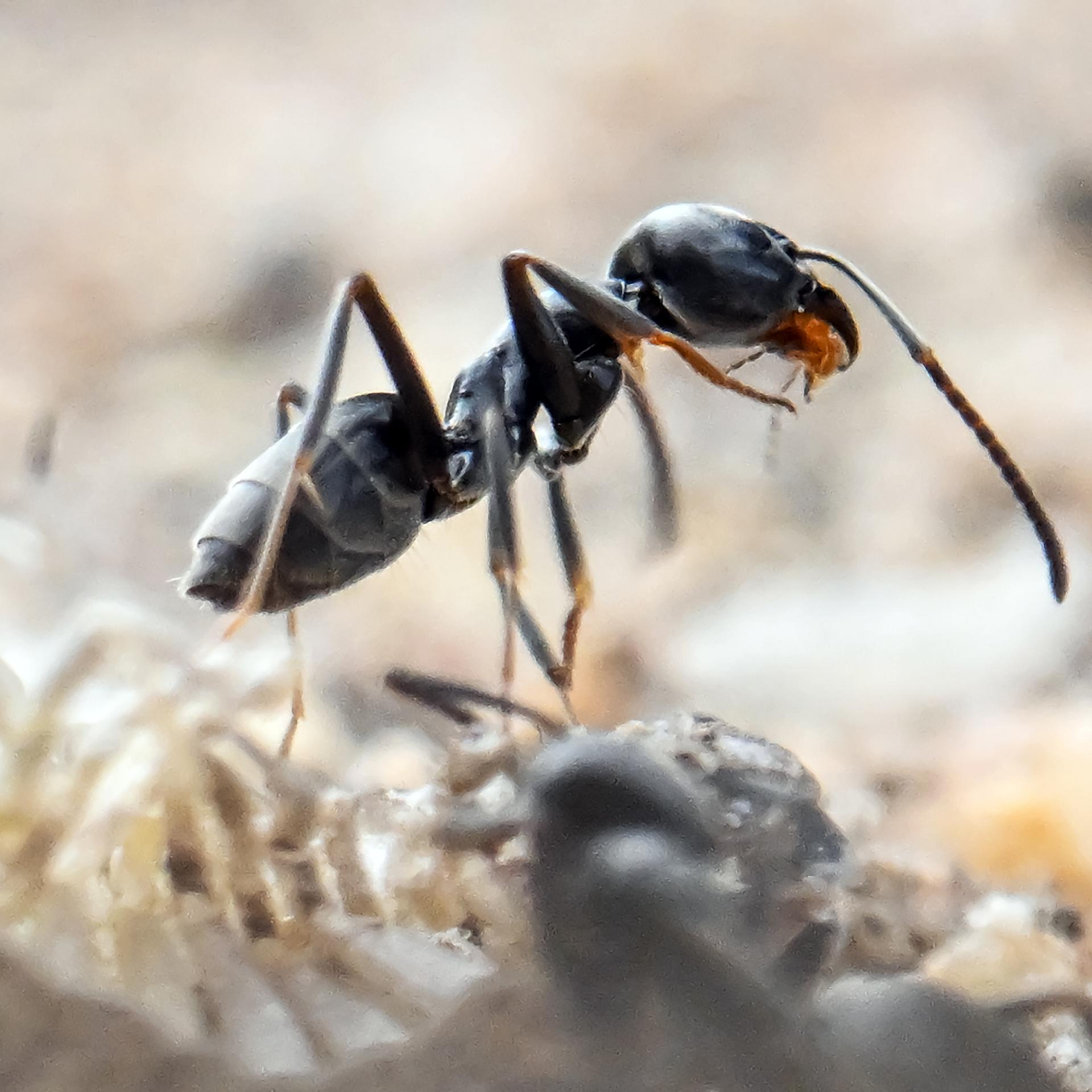 Tapinoma magnum - Eine Ameise erobert Deutschland