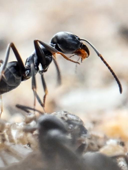 Am Bordstein einer Straße der badischen Gemeinde Schutterwald bei Offenburg krabbeln Ameisen der als invasiv geltenden Ameisenart Tapinoma.
