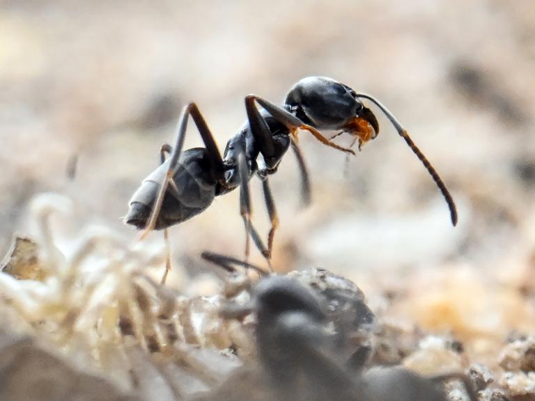 Am Bordstein einer Straße der badischen Gemeinde Schutterwald bei Offenburg krabbeln Ameisen der als invasiv geltenden Ameisenart Tapinoma.