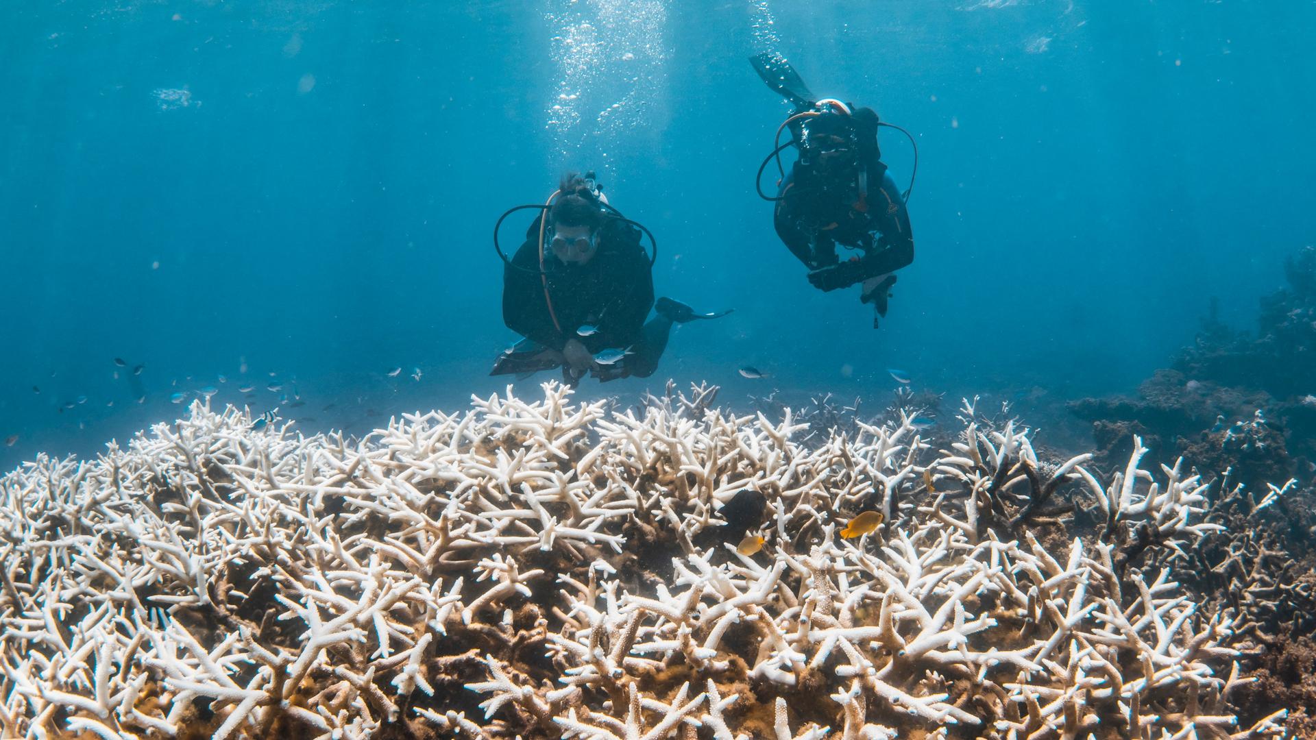 Taucher untersuchen das von Korallenbleiche betroffene Ningaloo-Riff an der australischen Westküste. Taucher untersuchen das von Korallenbleiche betroffene Ningaloo-Riff an der australischen Westküste.
