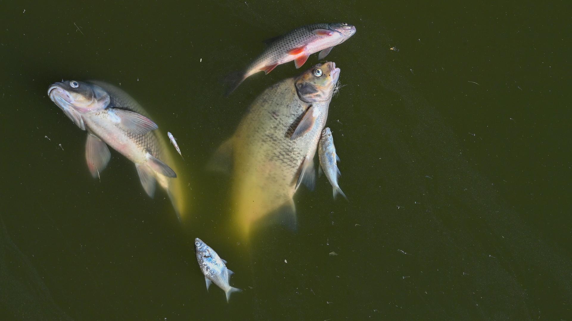 Brandenburg, Schwedt: Tote Fische treiben im Wasser des deutsch-polnischen Grenzflusses Oder im Nationalpark Unteres Odertal. Brandenburg, Schwedt: Tote Fische treiben im Wasser des deutsch-polnischen Grenzflusses Oder im Nationalpark Unteres Odertal.