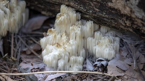 Aufnahme des Pilzes "Lion's mane" - eines so genannten Neuroenhancers