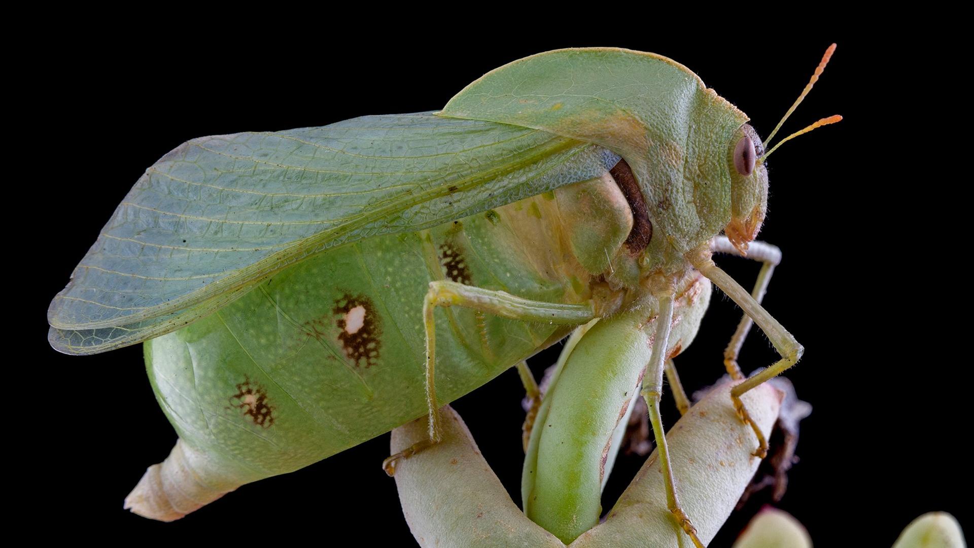 Die grüne Fliegende Stachelbeere lebt in der Sukkulentenkaroo, einem sehr trockenen Lebensraum an der Westküste Südafrikas. 