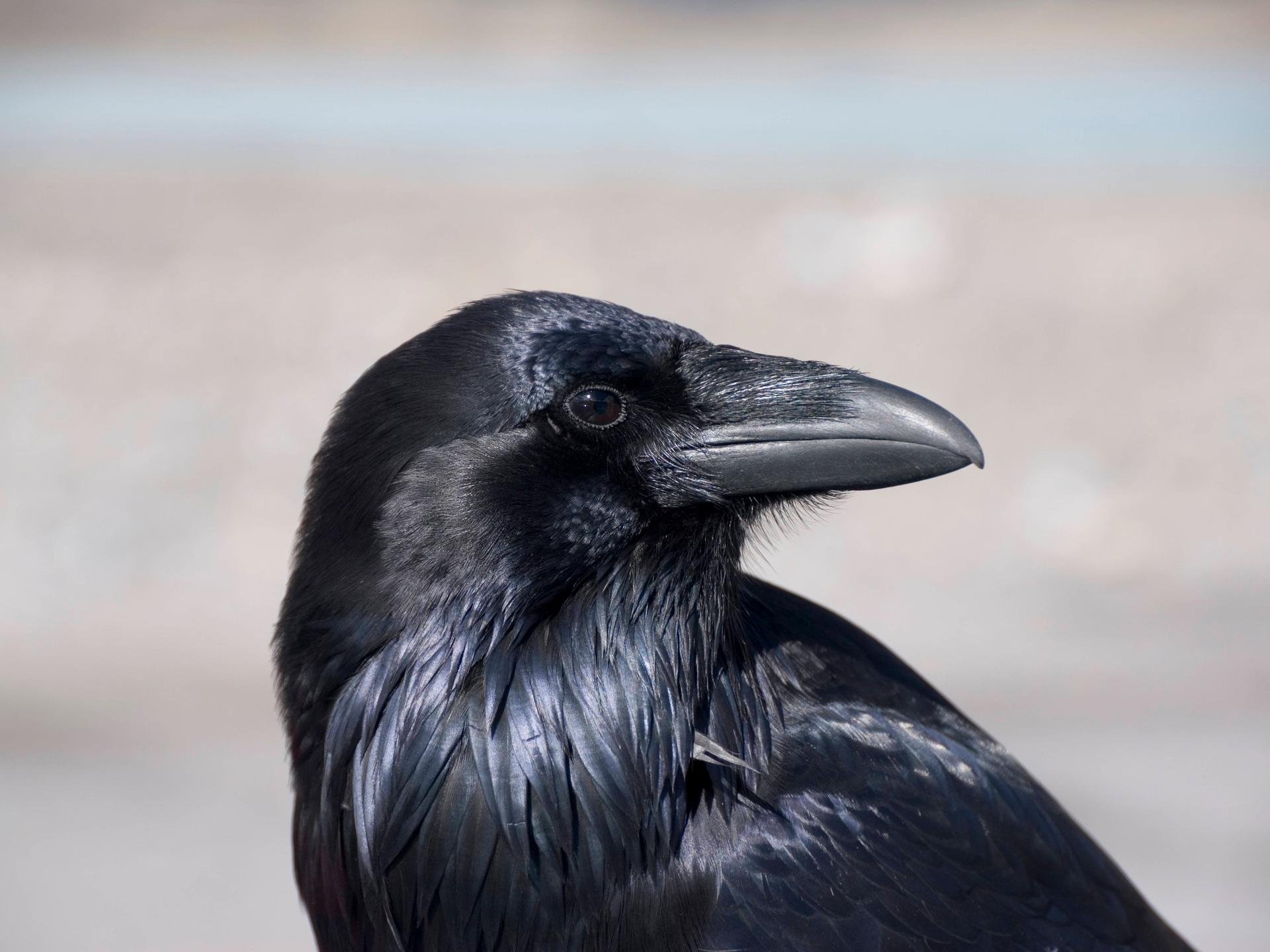 Wir sehen den Kopf eines schwarzen Vogels im Profil - es ist ein Rabe. 
