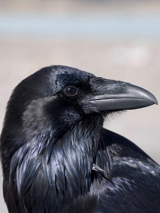 Wir sehen den Kopf eines schwarzen Vogels im Profil - es ist ein Rabe. 