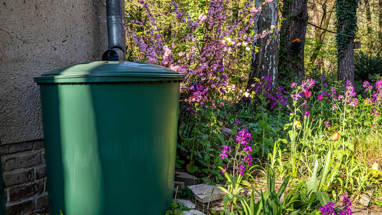 Regentonne mit Blumen im Garten im Frühling