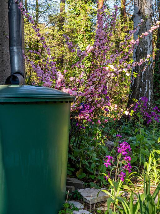 Regentonne mit Blumen im Garten im Frühling