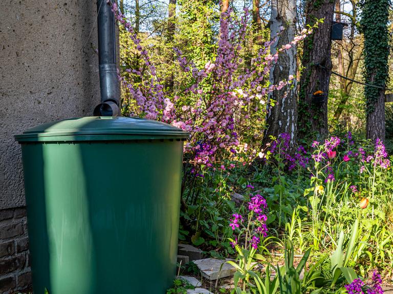 Regentonne mit Blumen im Garten im Frühling