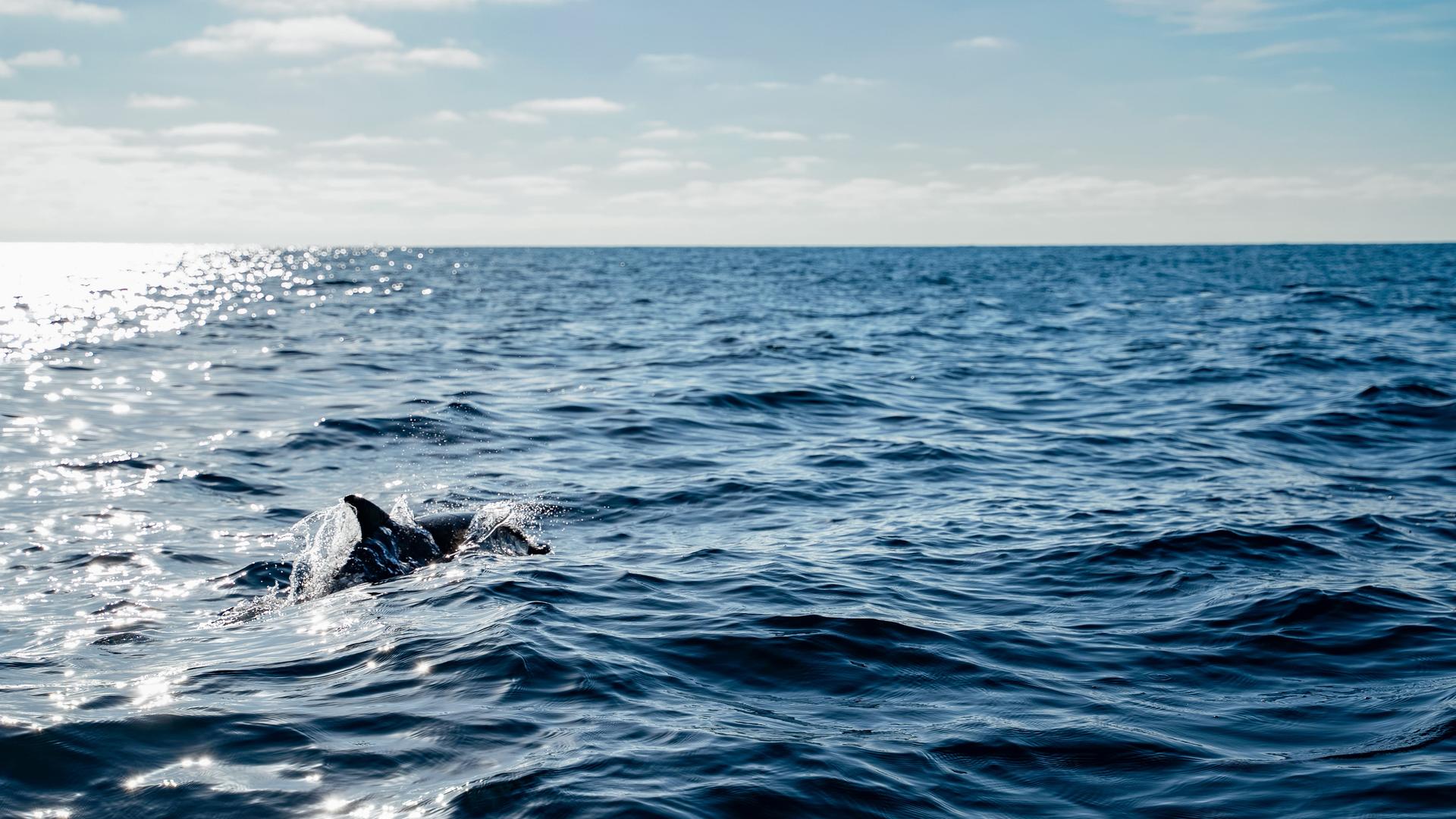 Ein Delphin schwimmt im Meer. 