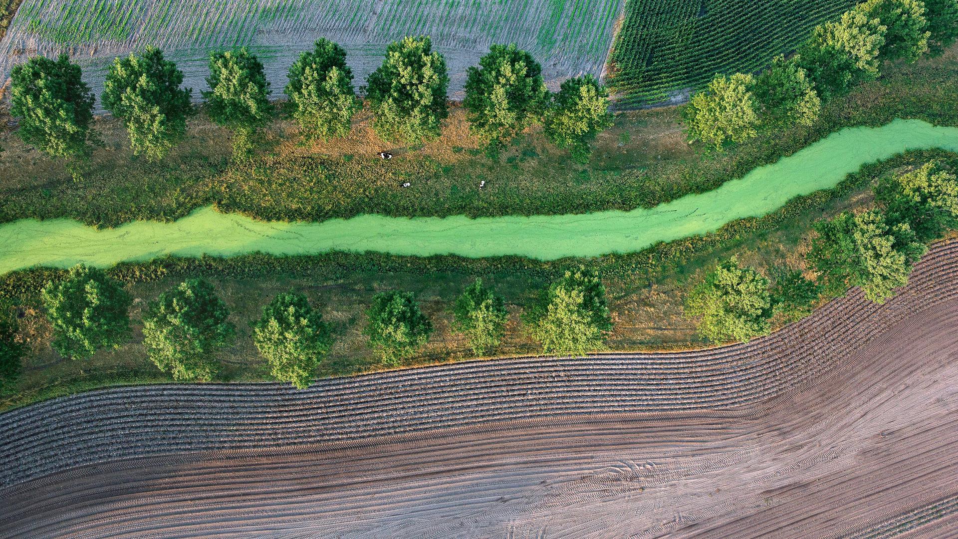 Eine Luftaufnahme eines mit grünem Wasser gefüllten Grabens, der sich zwischen Feldern entlang schlängelt.