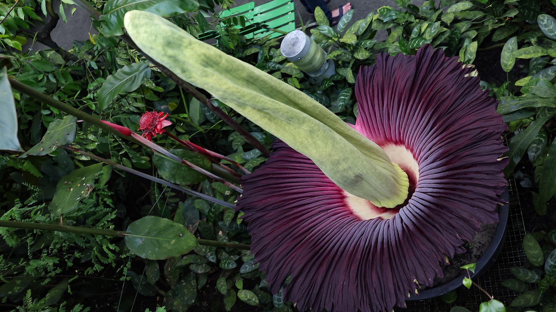 Blick in die Blüte des Titanwurz im Ökologisch-Botanischen Garten der Universität Bayreuth. 