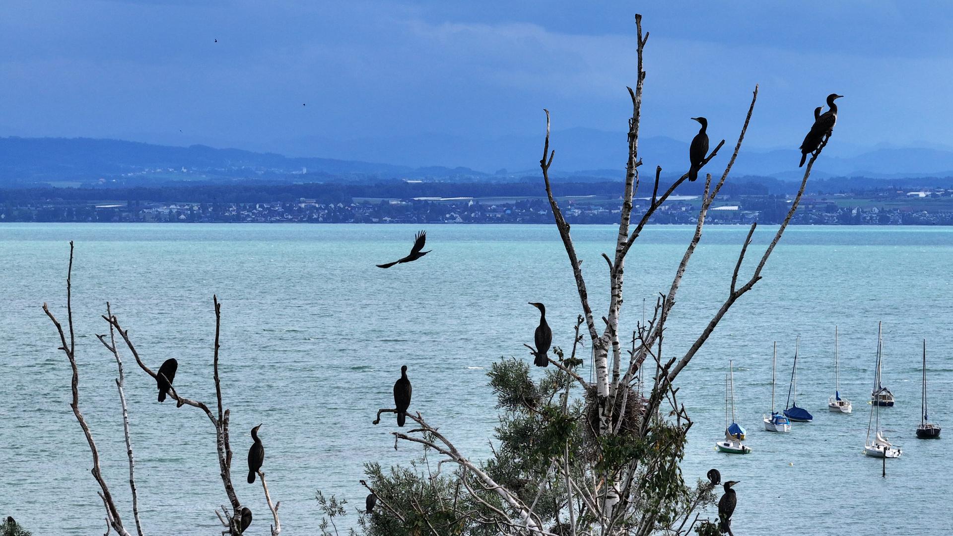Kormorane sitzen auf teils abgestorbenen Bäumen am Ufer des Bodensees. Im Hintergrund ist die Schweiz zu sehen.