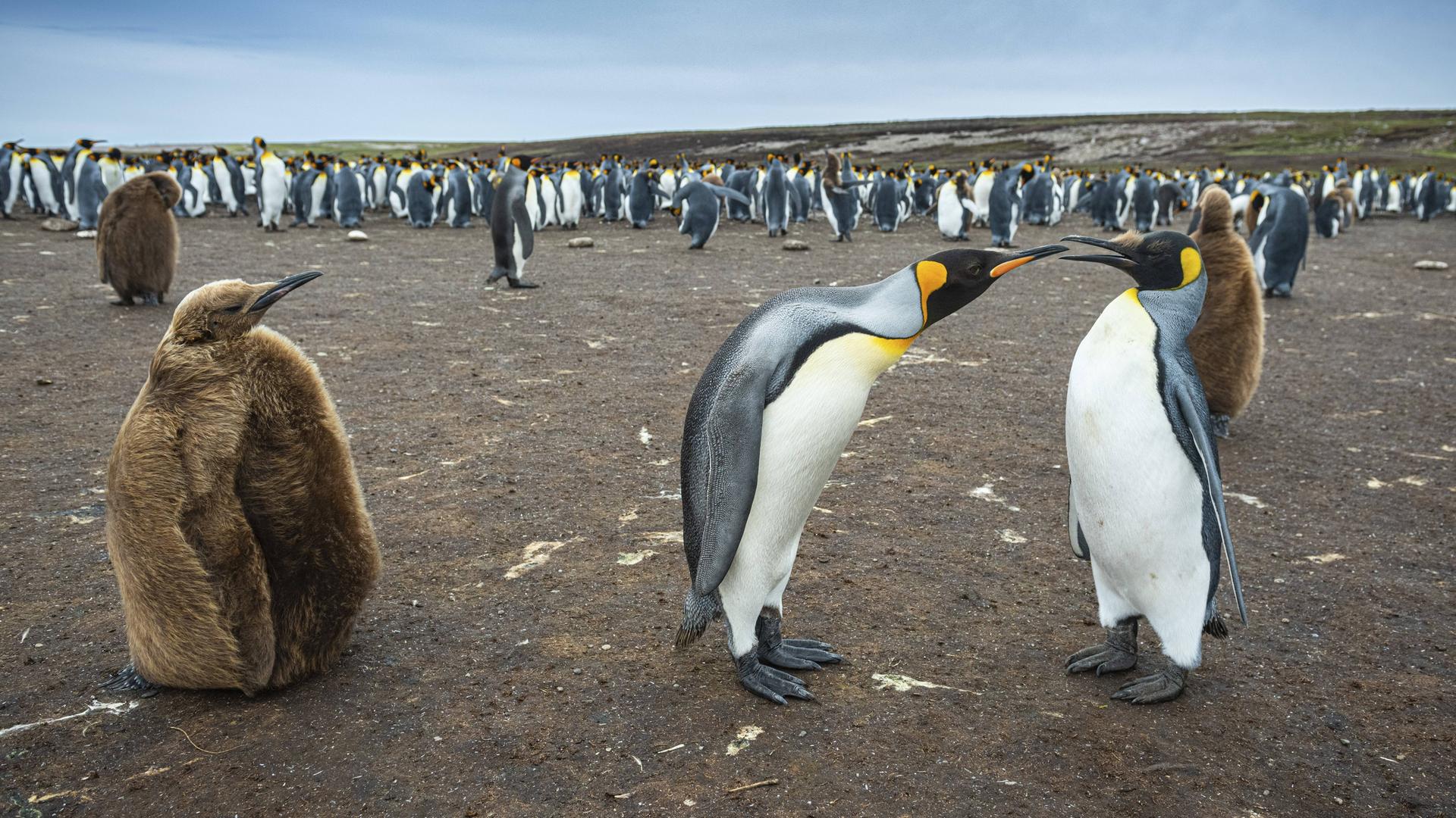Königspinguine mit Küken in einer Kolonie
