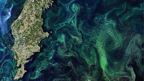 Eine Satellitenaufnahme aus dem All zeigt die Algenblüte in der skandinavischen Ostsee.