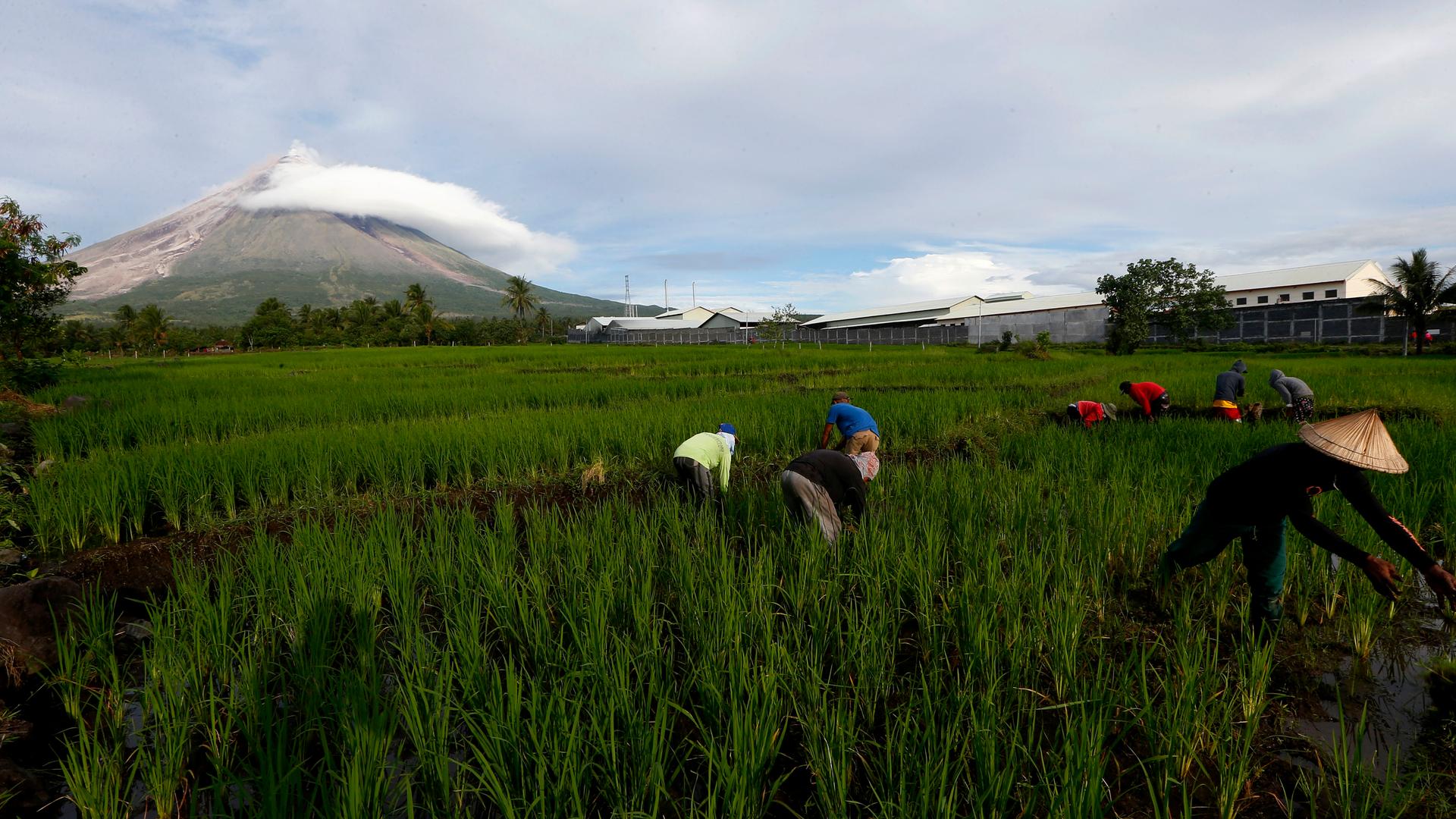 Menschen arbeiten auf einem Reisfeld auf den Philippinen.