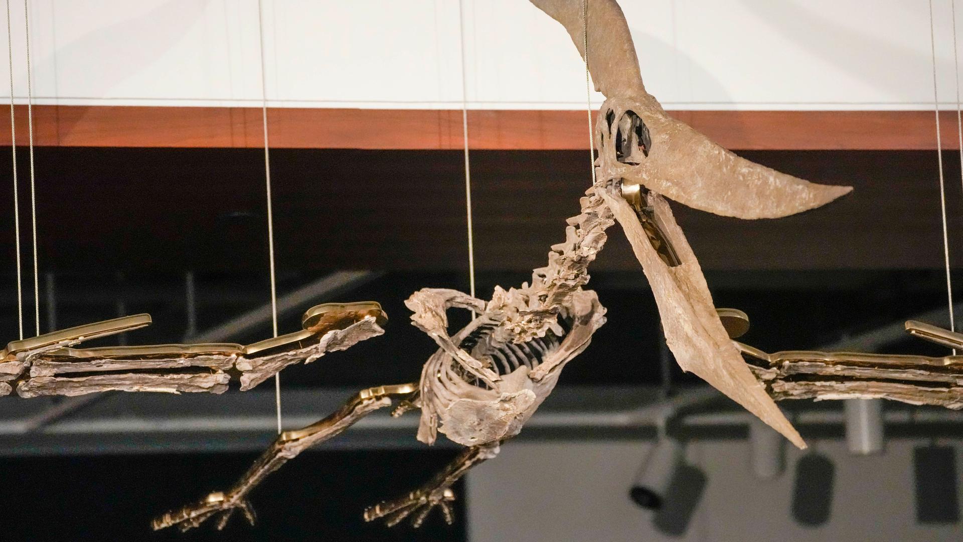 Ein Pteranodon-Skelett. Der Flugsaurier wird versteigert.