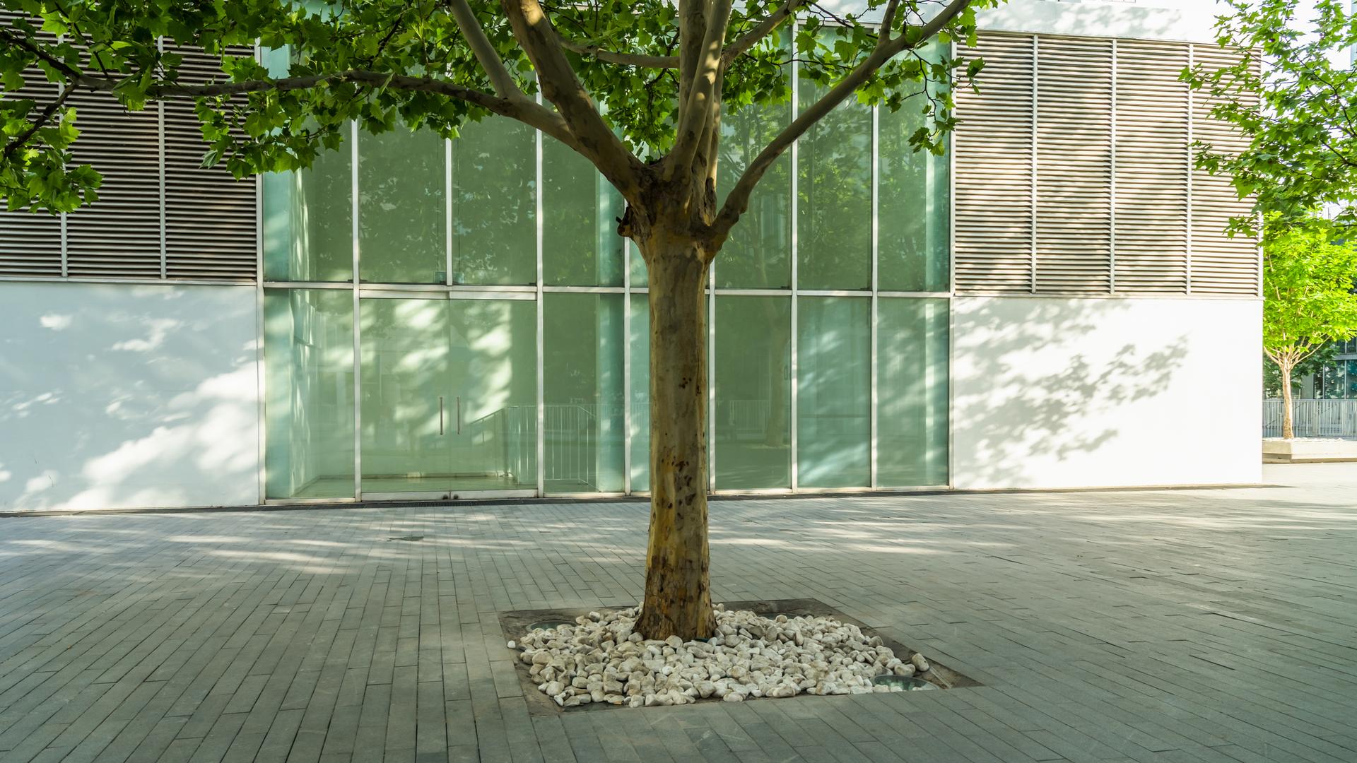 Vor einem modernen Gebäude steht auf einer asphaltierten Fläche ein einzelner Baum Vor einem modernen Gebäude steht auf einer asphaltierten Fläche ein einzelner Baum