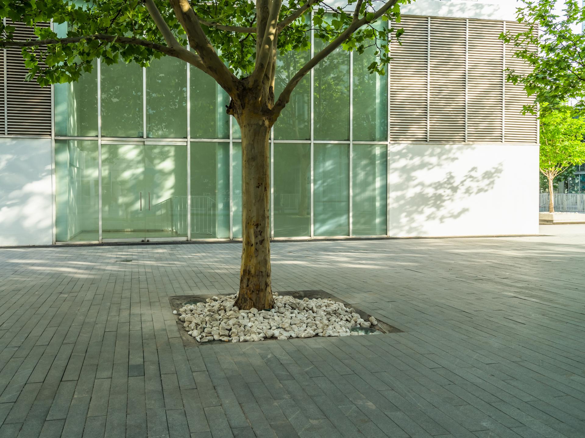 Vor einem modernen Gebäude steht auf einer asphaltierten Fläche ein einzelner Baum Vor einem modernen Gebäude steht auf einer asphaltierten Fläche ein einzelner Baum