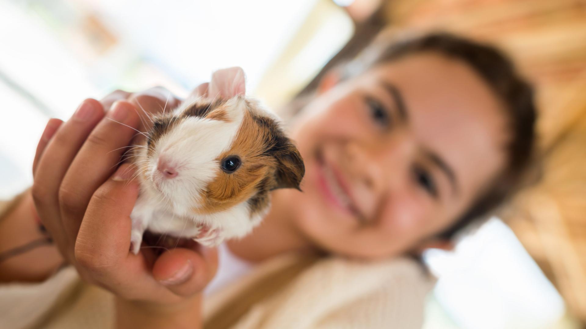 Ein lächelndes Mädchen hält ein Meerschweinchen in die Kamera