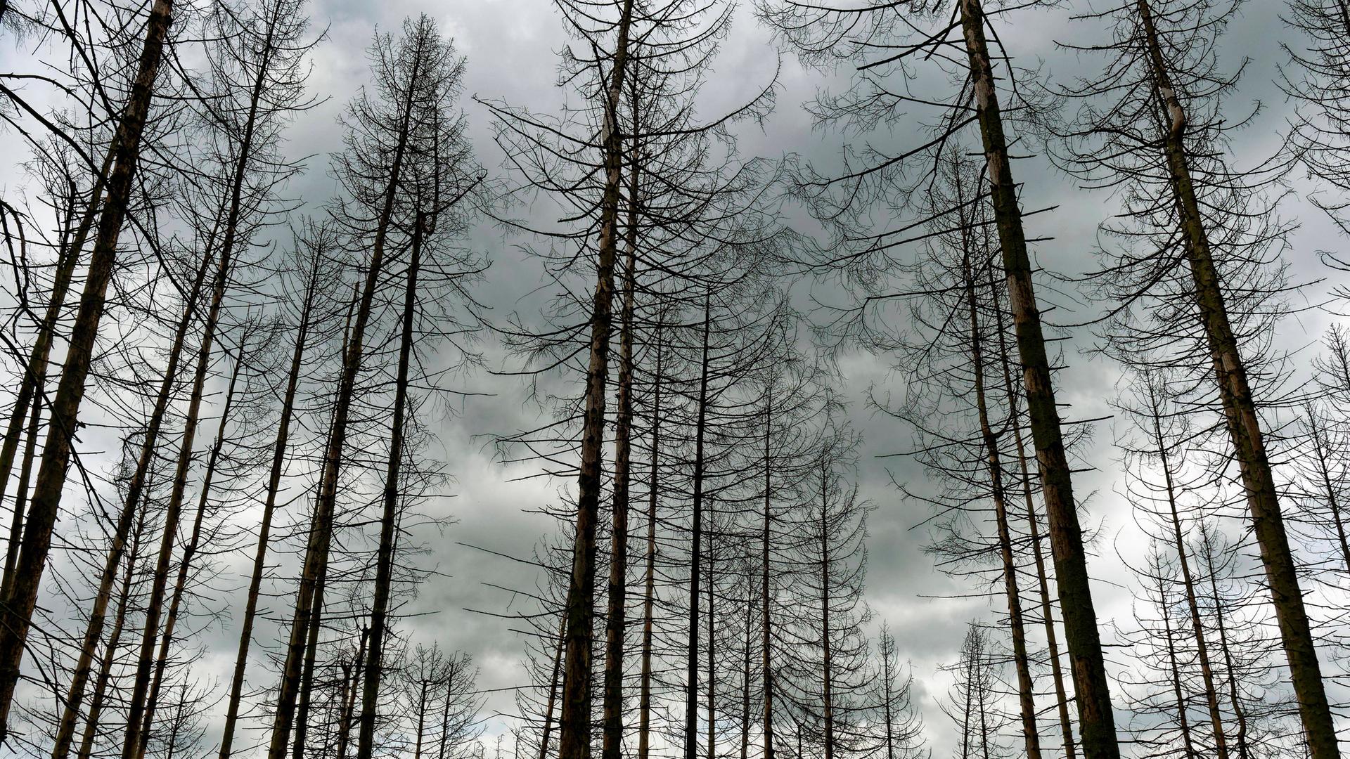 Viele abgestorbene Fichten stehen nebeneinander im Harz, in Sachsen-Anhalt.