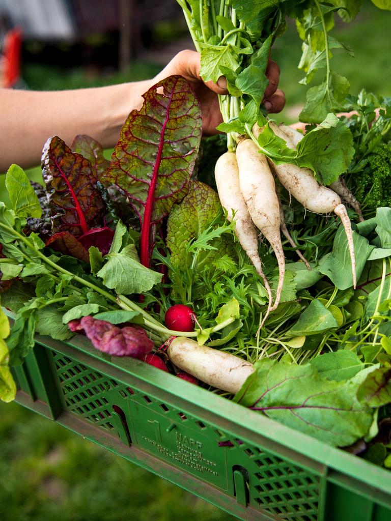 In eine Kiste sind verschiedene Gemüse als Ernteanteil einer SoLaWi gepackt.