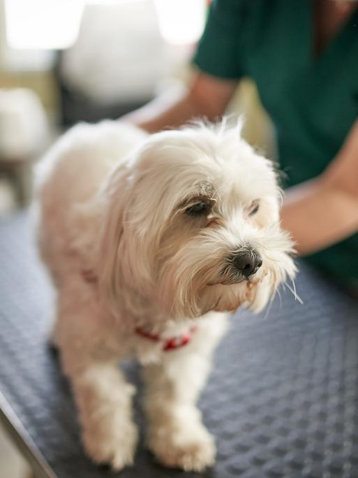 Ein weißer Hund wird in einer Tierarztpraxis versorgt. Er steht auf dem Behandlungstisch. Im Hintergrund sieht man die Tierärztin.
