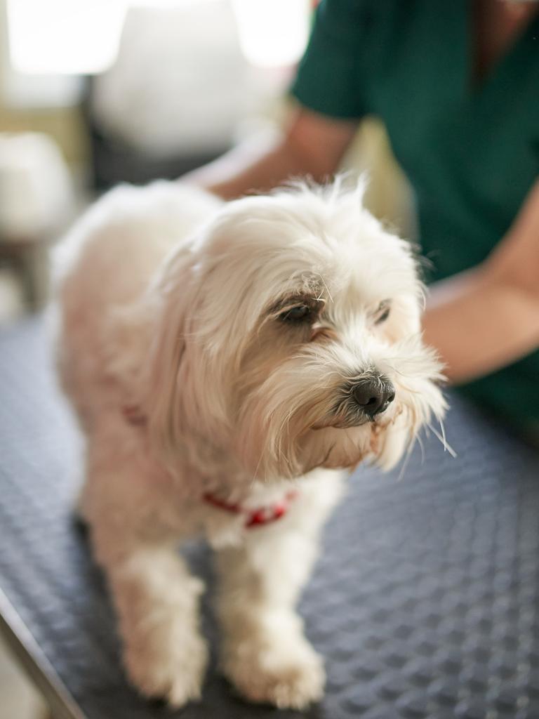 Ein weißer Hund wird in einer Tierarztpraxis versorgt. Er steht auf dem Behandlungstisch. Im Hintergrund sieht man die Tierärztin.
