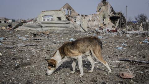 In Bachmut sucht ein Hund zwischen Trümmern nach Nahrung.