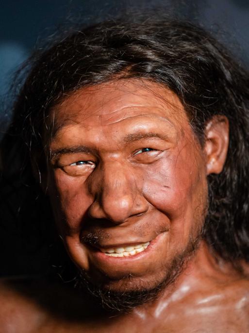 Die Rekonstruktion des ersten Neandertalers der Niederlande mit dem Spitznamen Krijn ist im Nationalmuseum für Antiquitäten ausgestellt. Krijns Gesicht wird seit Jahren von den Brüdern Adrie und Alfons Kennis bearbeitet. ANP BART-GRÖSSE