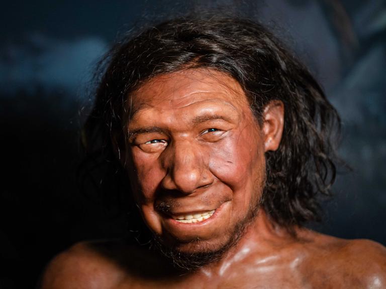 Die Rekonstruktion des ersten Neandertalers der Niederlande mit dem Spitznamen Krijn ist im Nationalmuseum für Antiquitäten ausgestellt. Krijns Gesicht wird seit Jahren von den Brüdern Adrie und Alfons Kennis bearbeitet. ANP BART-GRÖSSE