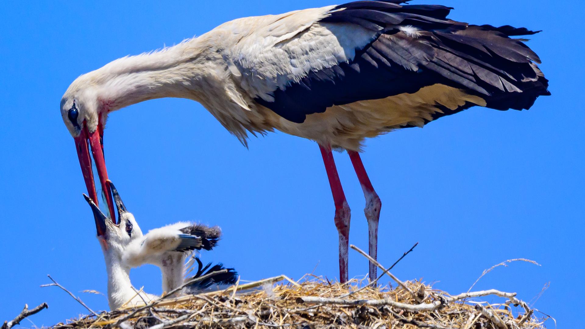 Ein Weißstorch (Ciconia ciconia) hat Wasser für einen Jungvogel mitgebracht und füttert diesen damit. Ein Weißstorch (Ciconia ciconia) hat Wasser für einen Jungvogel mitgebracht und füttert diesen damit.