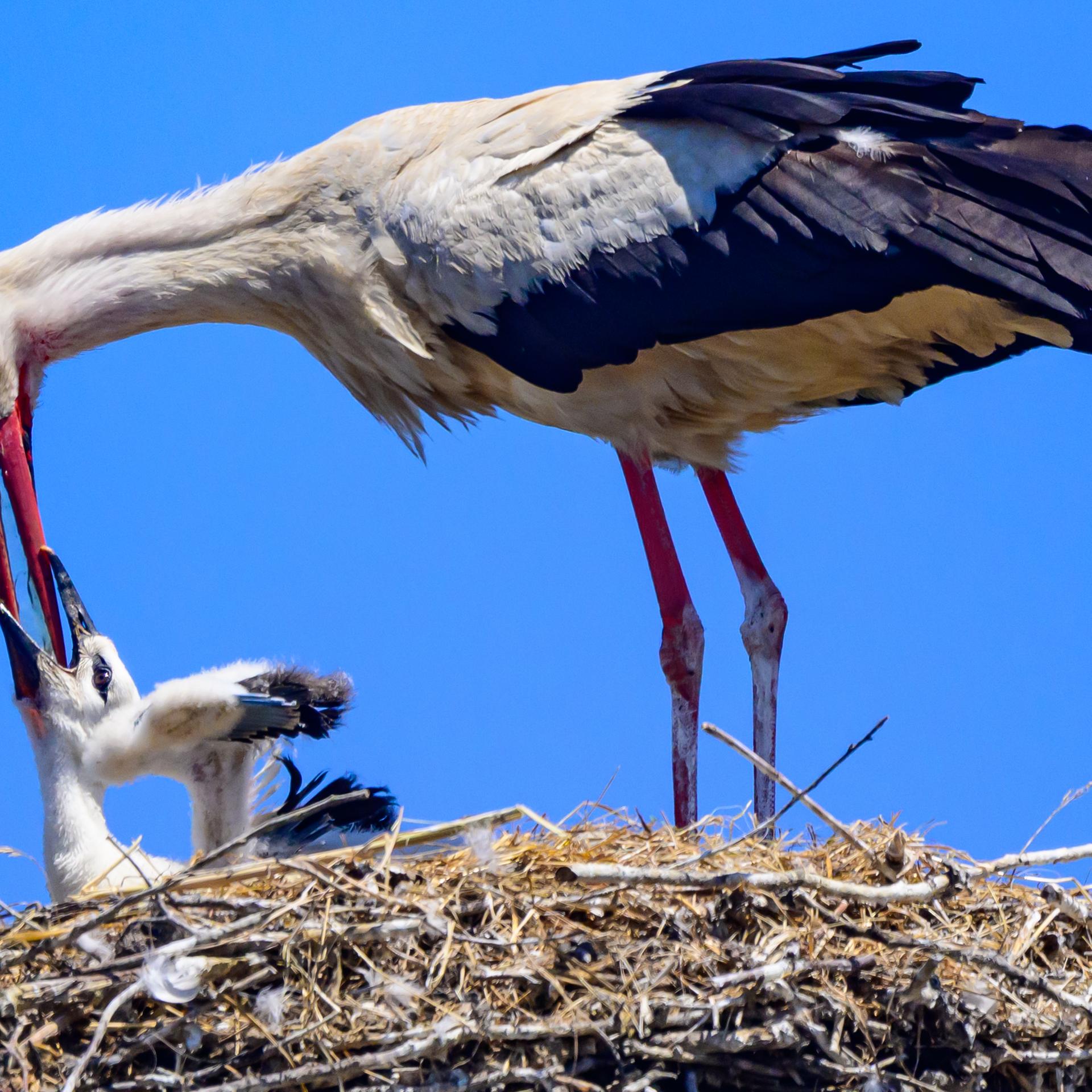 Ein Weißstorch (Ciconia ciconia) hat Wasser für einen Jungvogel mitgebracht und füttert diesen damit.