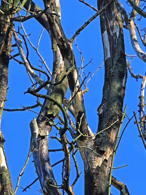 Ein abgestorbene Eiche befindet sich in einem Wald.