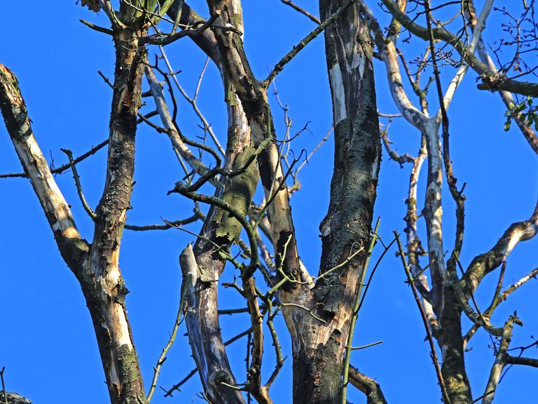 Ein abgestorbene Eiche befindet sich in einem Wald.