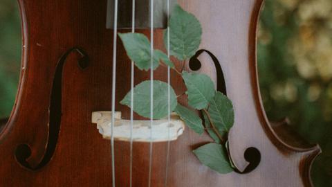 In ein rechtes Schallloch eines Violoncellos ist ein Zweig mit grünen Blättern geschoben.